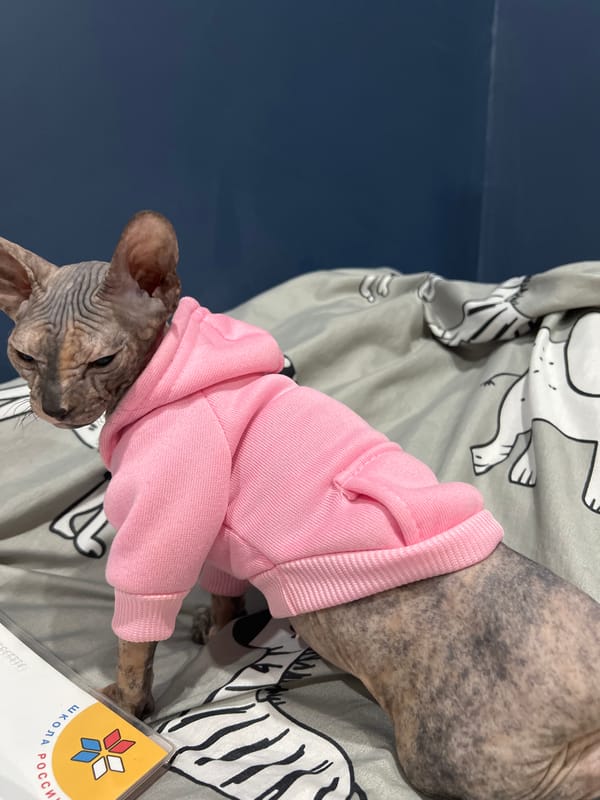 Sphynx cat in pink sweater photographed with textbooks in Kazan
