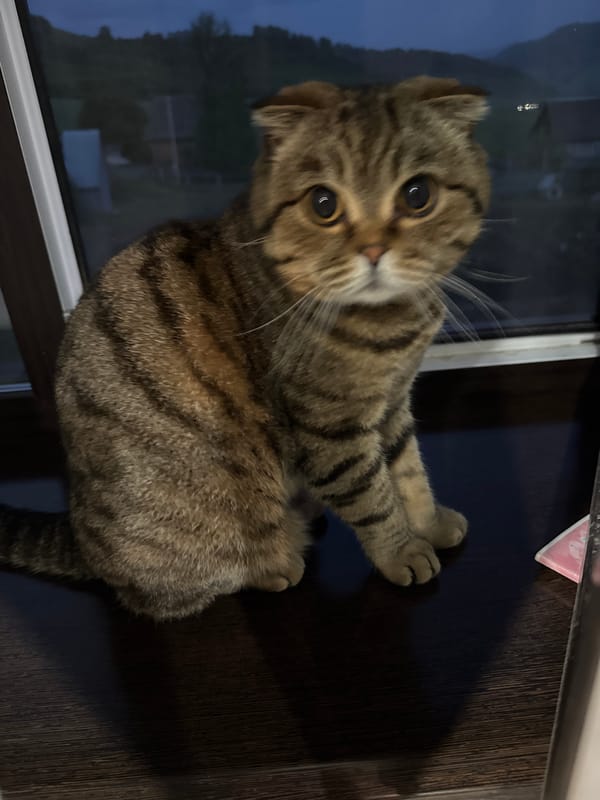 Scottish Fold cat observed during twilight in Russian village