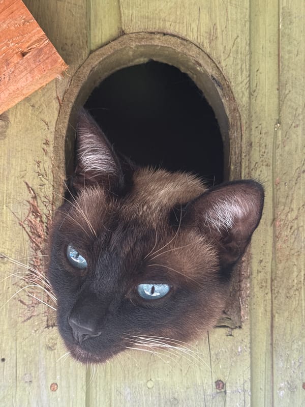 Siamese cat spotted in wooden shelter in Luxembourg