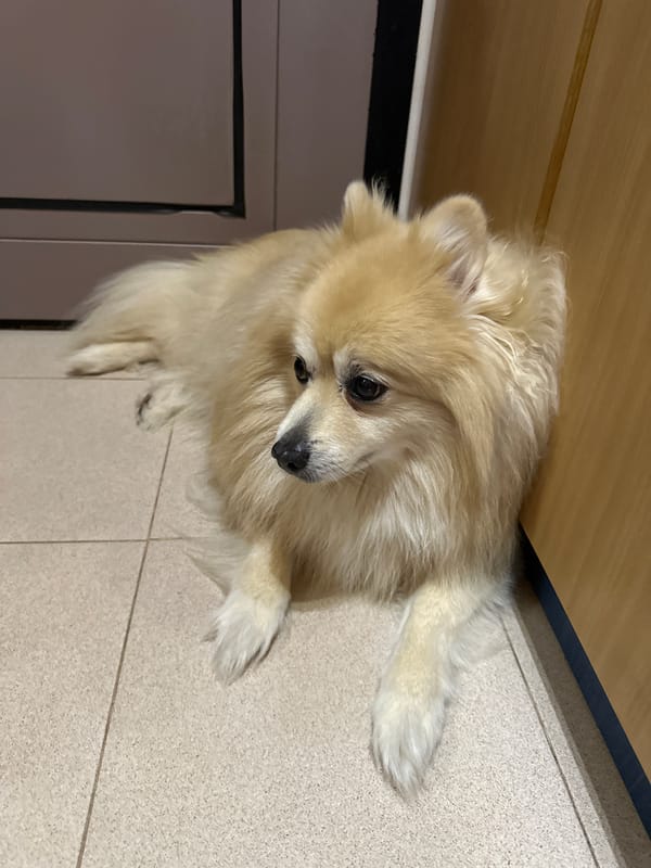 Pomeranian dog documented in home settings across Dimitrovgrad morning