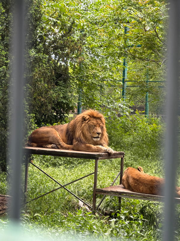 Male lions rest on platform at zoo enclosure