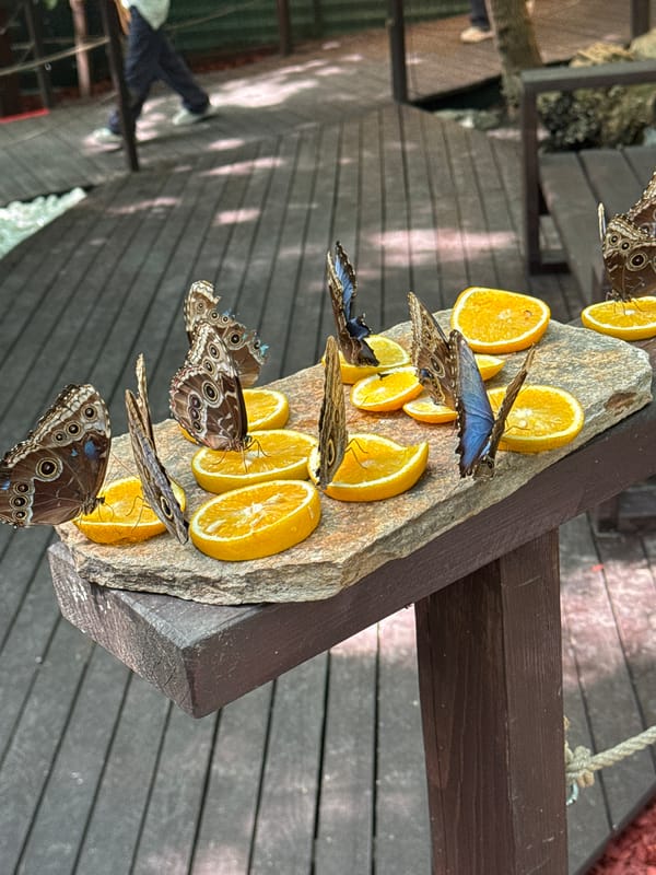 Butterfly garden visit in Durlești with feeding stations