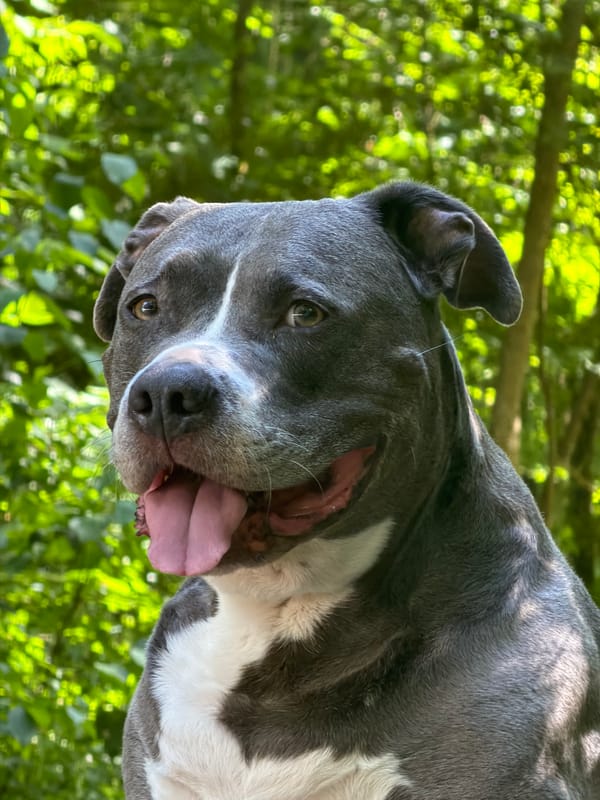 Dog photographed in Luxembourg park setting