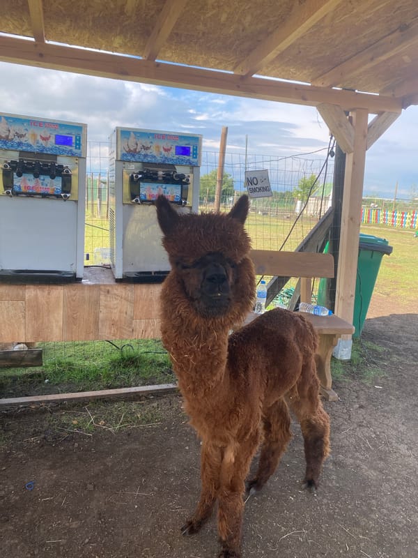 Alpaca hangs out next to ice cream machines in rural Bulgaria