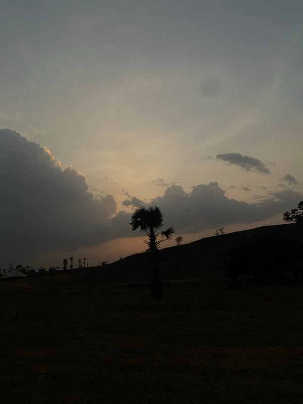 Evening landscape with palm tree observed near Maigizo, Nigeria