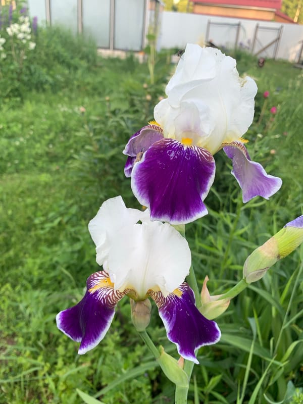 Garden flowers documented in rural Russia during summer bloom