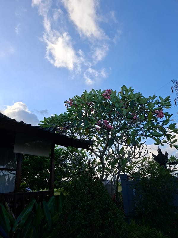 Morning scenes captured across Ubud District, Indonesia