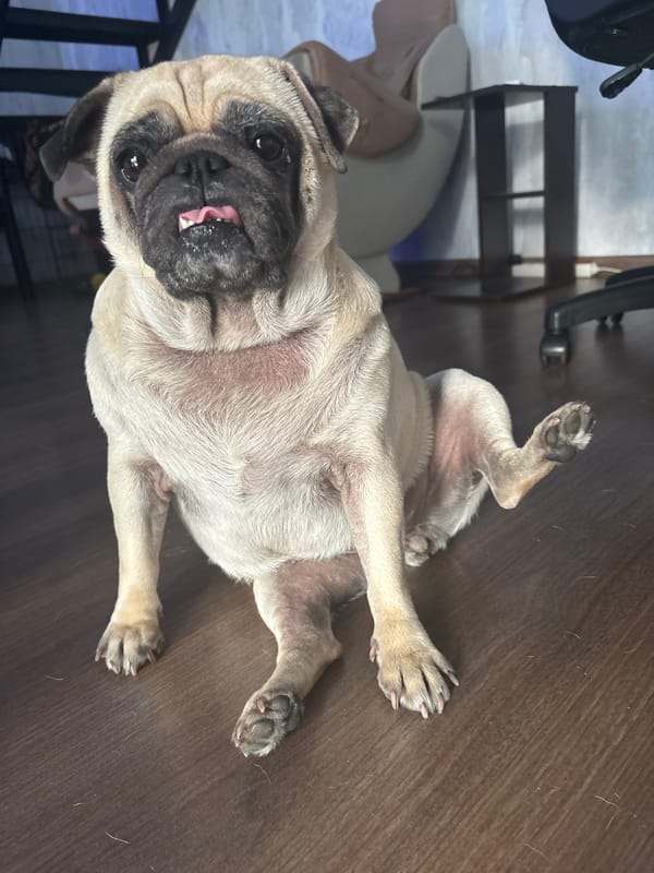 Sochi resident documents afternoon with beloved pug dogs