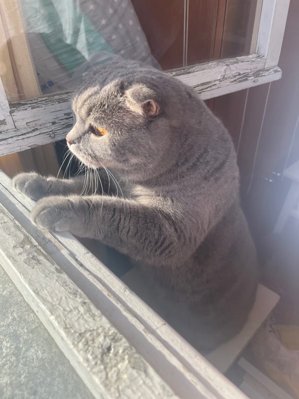 Woman and Scottish Fold cat share quiet window moment