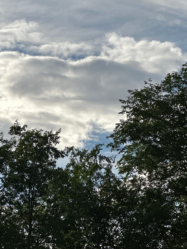 Afternoon sky-gazing, close-up nature details, and casual social check-ins