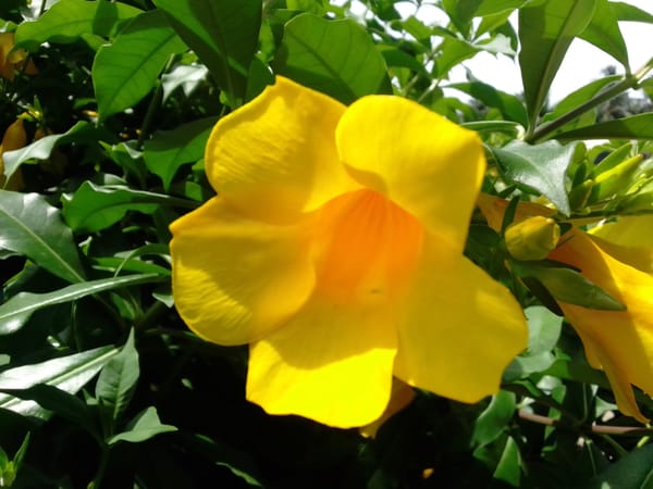 Spring flower photography documented by independent witnesses