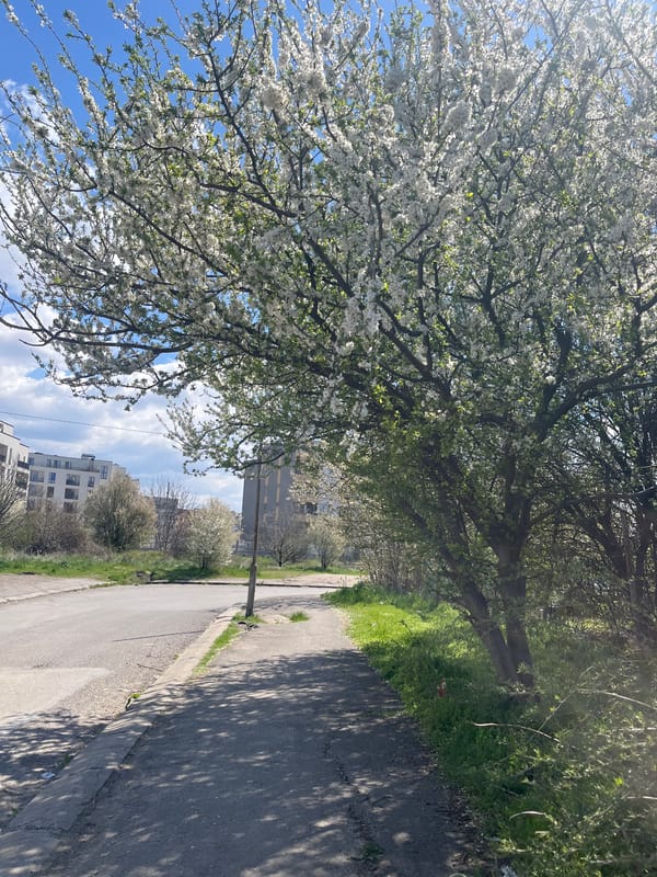 Spring trees photographed in Sofia park during morning hours