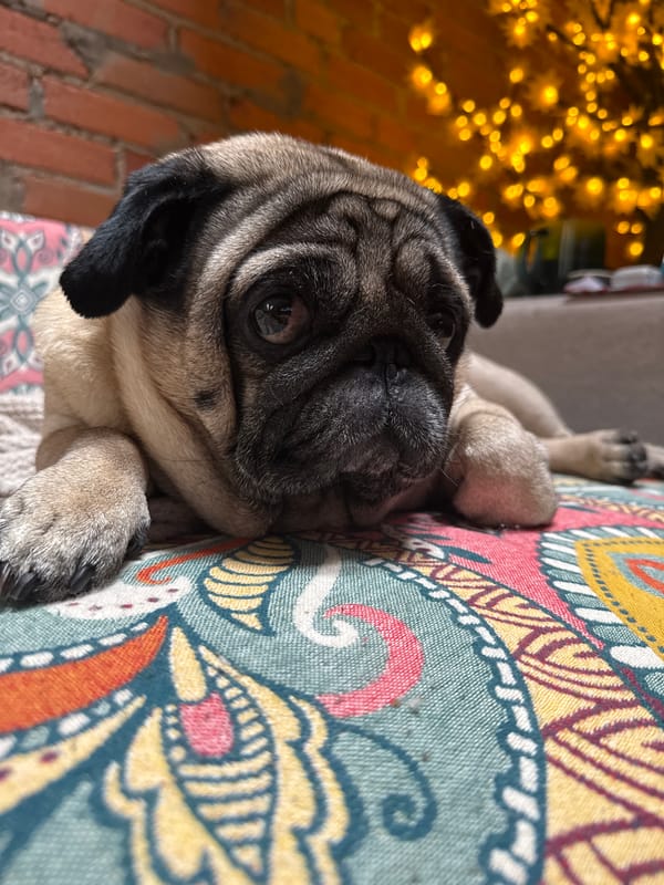 Pug chilling on a patterned surface, golden lights behind