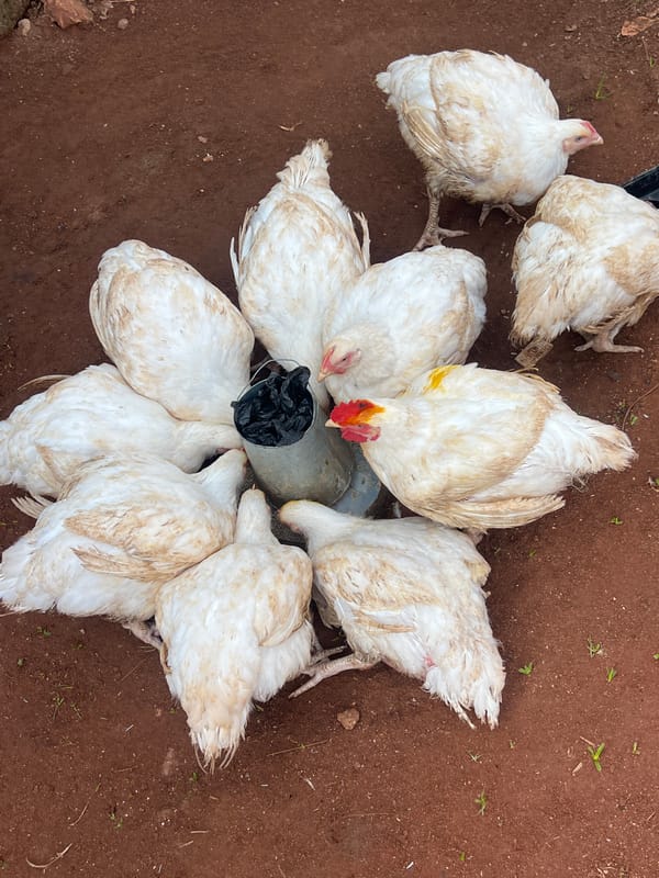 Morning food prep and daily life underway in Nkpor, Nigeria