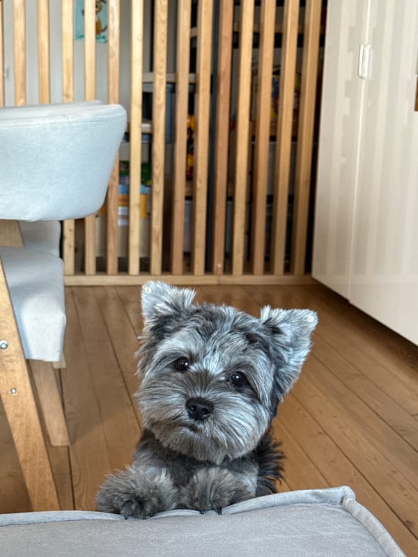 Scruffy terrier-mix in Chaikovsky, full of personality