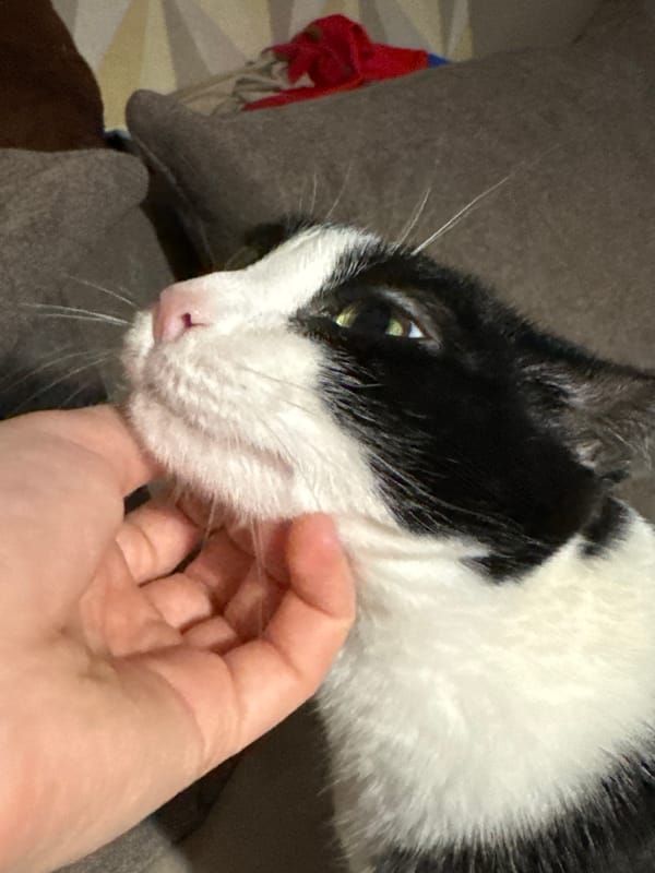 Tuxedo cat receives affection indoors in Chaikovsky, Russia