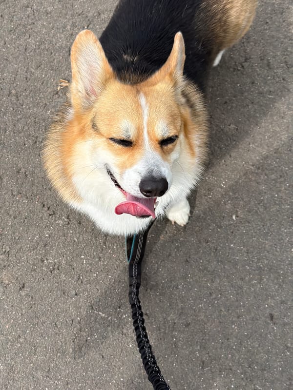 Corgi takes break during walk in German countryside