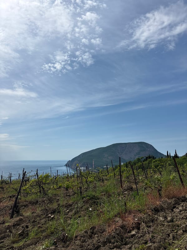 Morning vineyard scenes captured near Partenit, Ukraine coastline