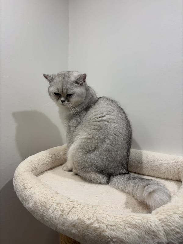 Cats Rest on Indoor Cat Tree in Burgas