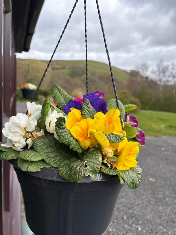 Spring garden scenes documented in Wentnor village