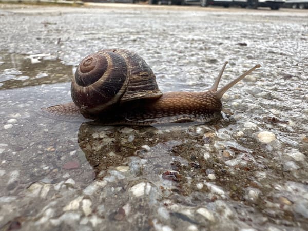 Snail spotted in street puddle in Plovdiv, Bulgaria