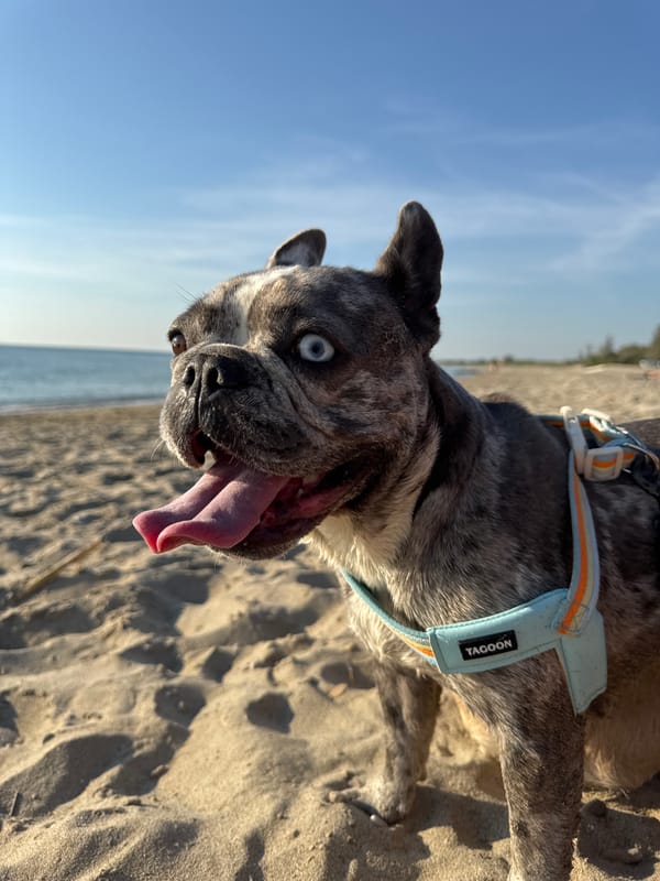 French Bulldogs hit the beach in San Benedetto del Tronto
