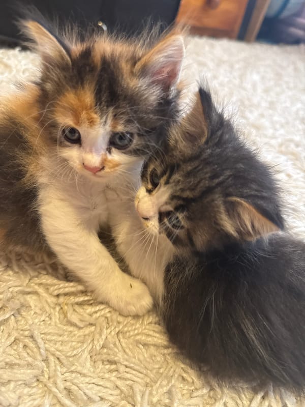 Morning domestic life with kittens documented in Busmantsi, Bulgaria