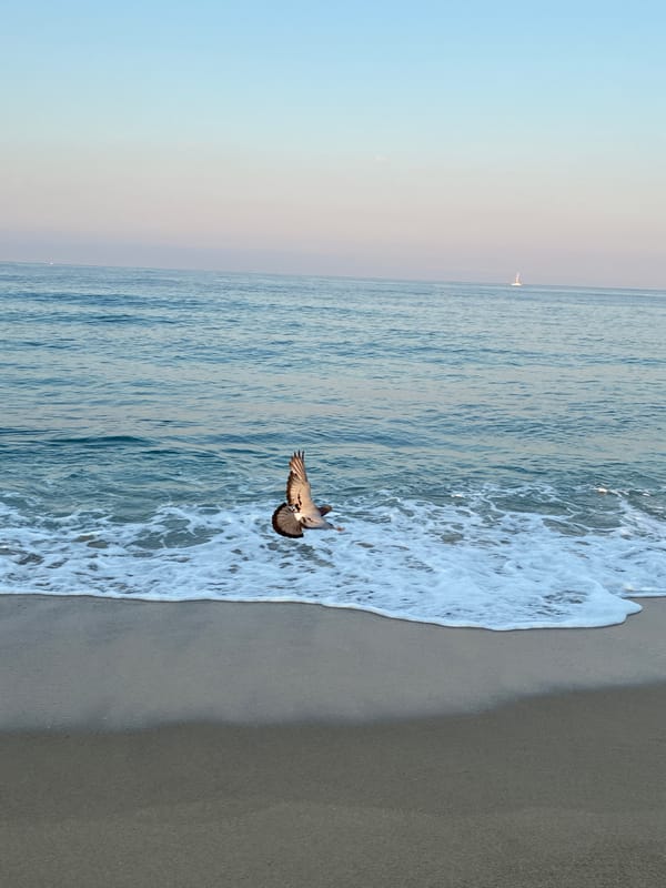 Alanya beach at dawn: calm sea, pigeons, and a sailboat