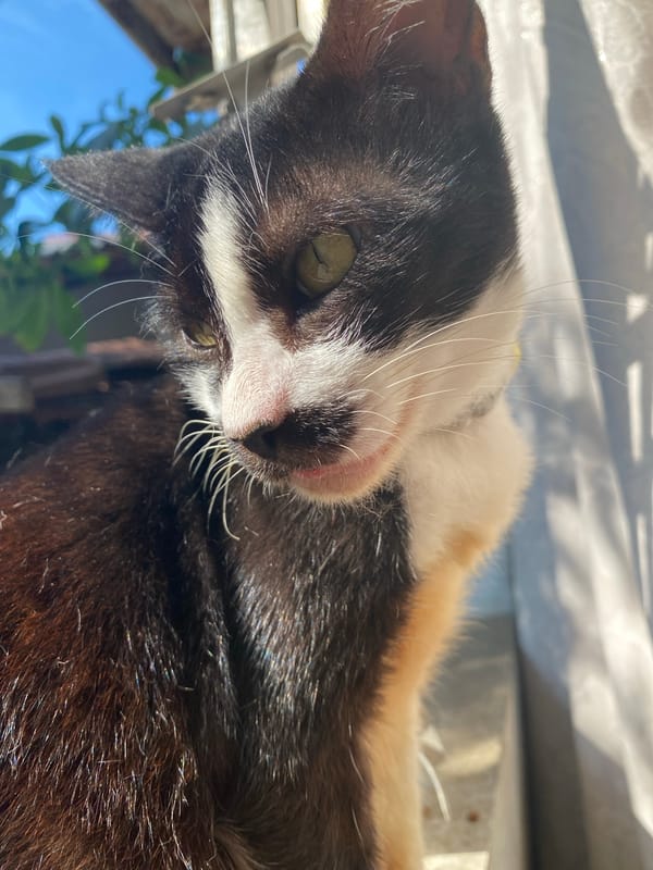 Kokoro the cat holds court in a Davao City home