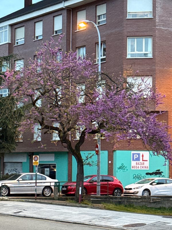 Street scene captured in Oviedo showing residential brick building
