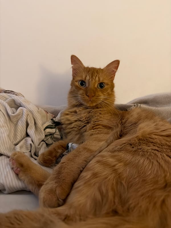 Orange cat rests on laundry pile in Belgrade