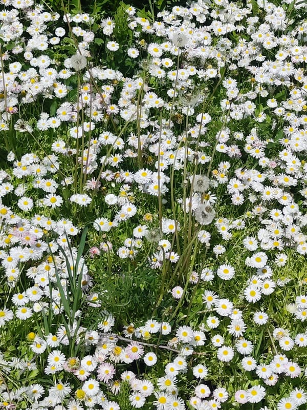 Spring wildflowers and dog captured in outdoor scene