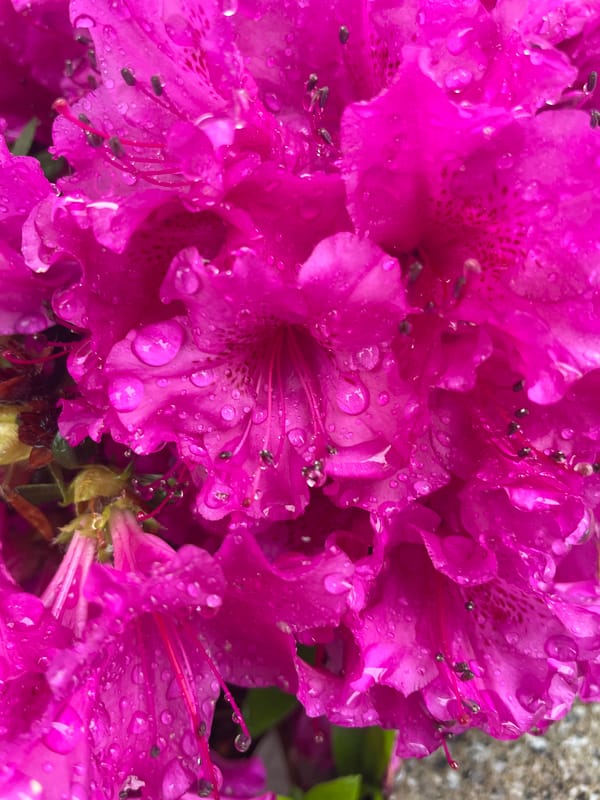 Spring Rain Transforms Urban Streets Into Blooming Wet Canvas