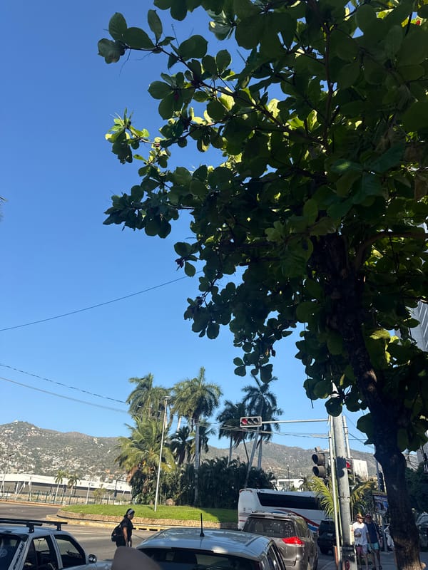Clear skies and palm trees captured in Acapulco street scene