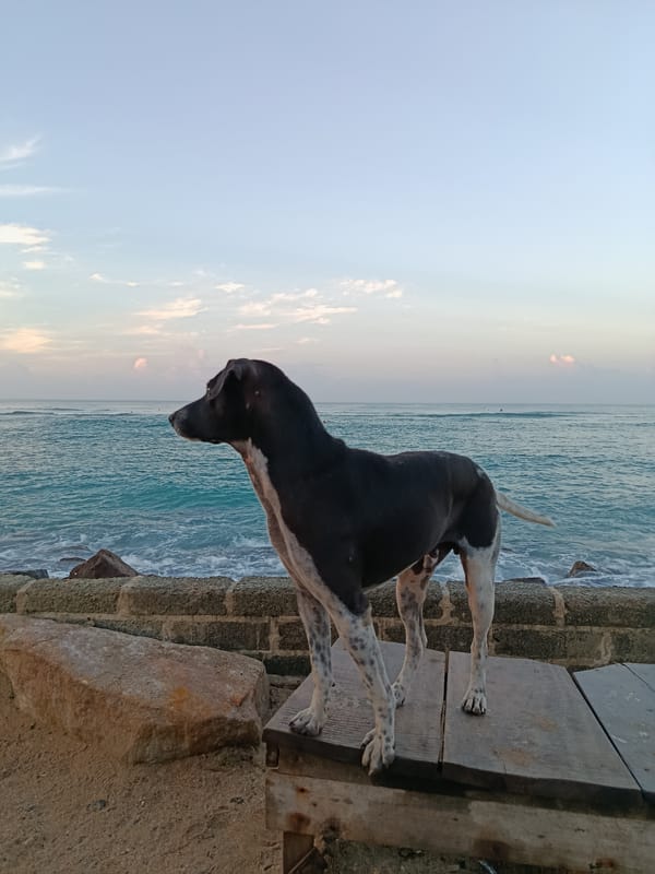 Dog stands on wooden pier overlooking ocean in Ahangama
