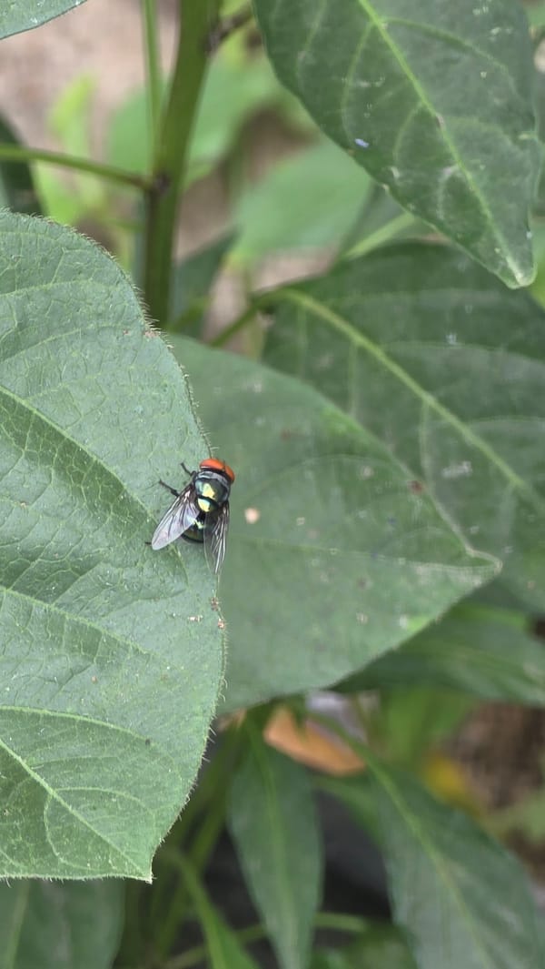 Morning insects spotted in Lhokseumawe garden vegetation
