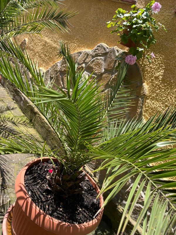 Mixed indoor-outdoor documentation captures gardens, decor, wildlife displays