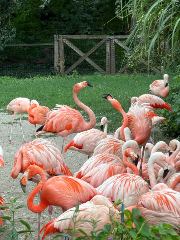 Flamingos and penguins at Prague Zoo