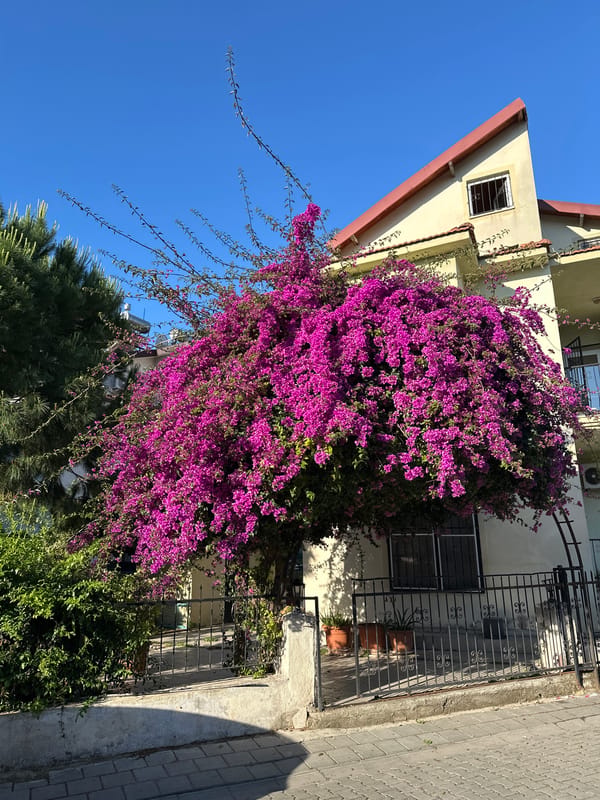 Purple bougainvillea blooms on yellow building in Fethiye
