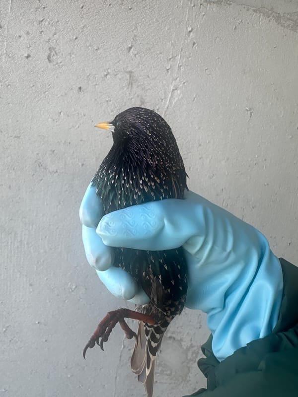 Bird handling and release captured in Kharnavy, Russia