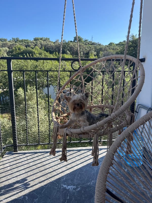 Morning balcony moments with Yorkshire Terrier in coastal Montenegro