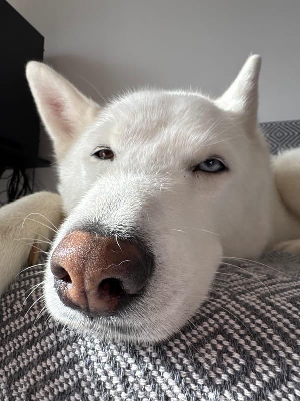 Two dogs rest on textiles in Polje, Montenegro
