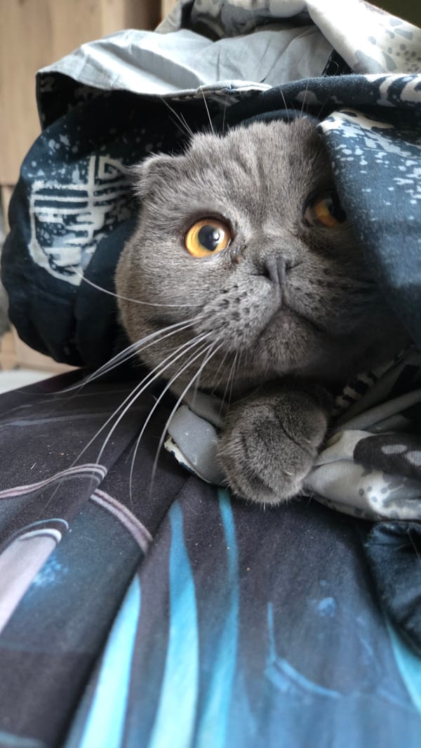 Scottish Fold cat lounging on a dark blue blanket at home