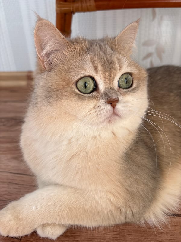 Morning life glimpses captured across Chaikovsky, Russia