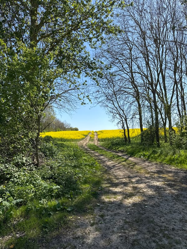 Spring rapeseed blooms documented in North Hertfordshire countryside