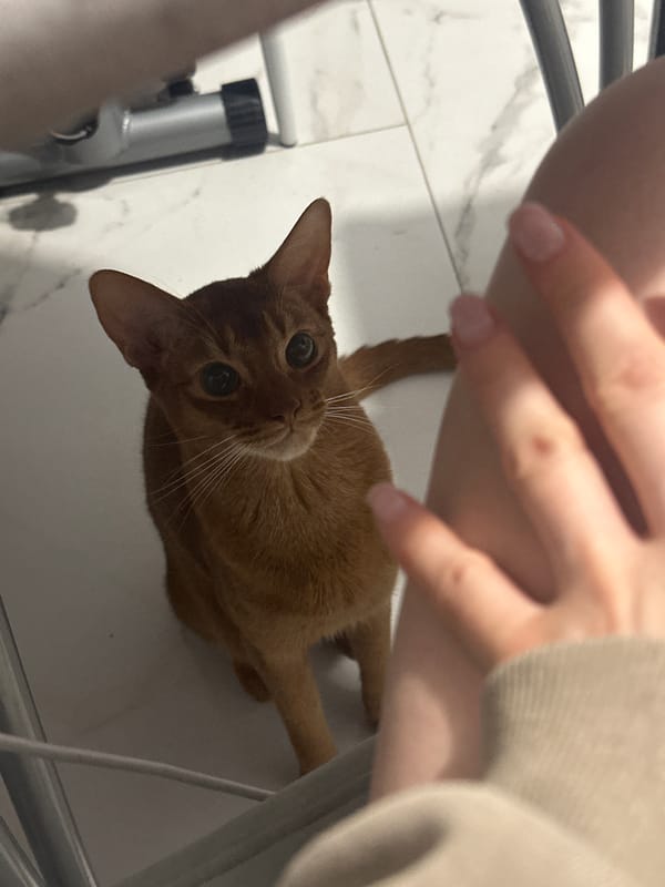 Woman documents affectionate photo session with cat in Kazan home