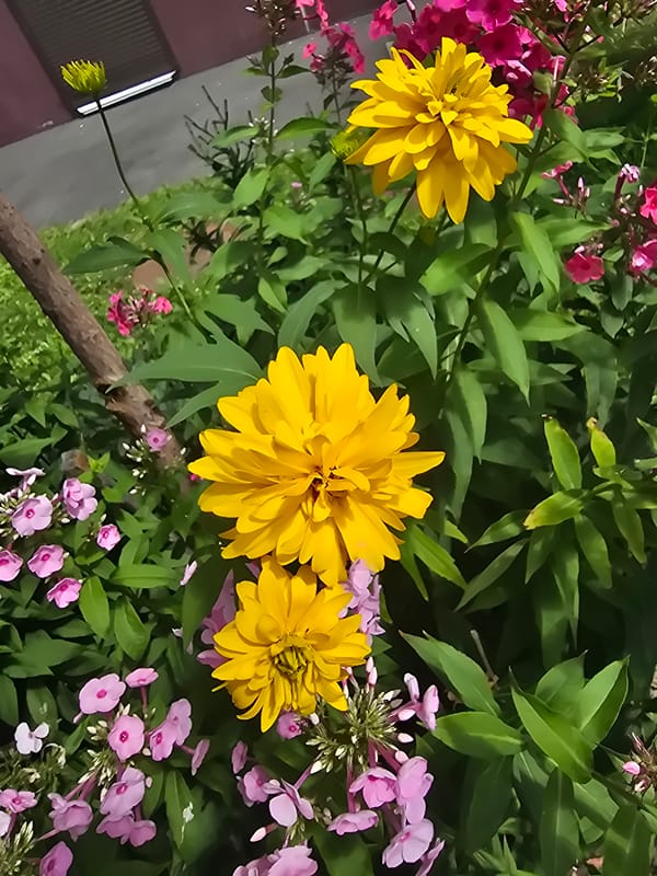 Summer garden in full bloom, Sofiivska Borshchahivka