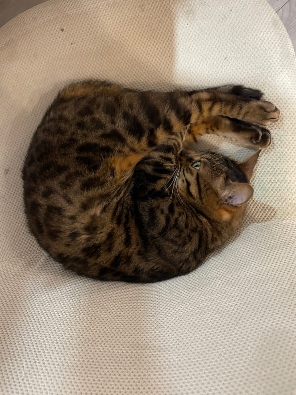 Cat rests on cushion in Moskovskiy home
