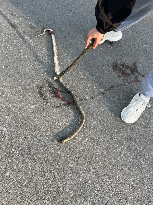 Dead snake found on road in Loznitsa, Bulgaria