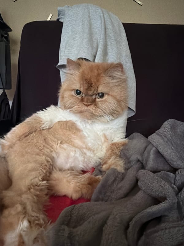 Cats, Disney tees, and a slow morning in Sofia
